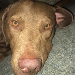 Meet your Posher, Abby